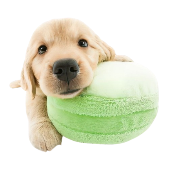 silly puppy